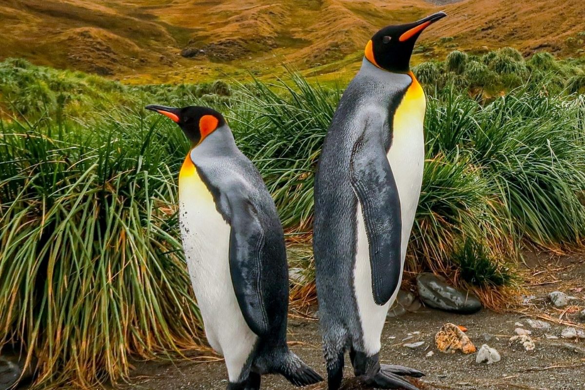 pinguins imperadores